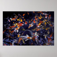 KOI FISH OVER FLOWING