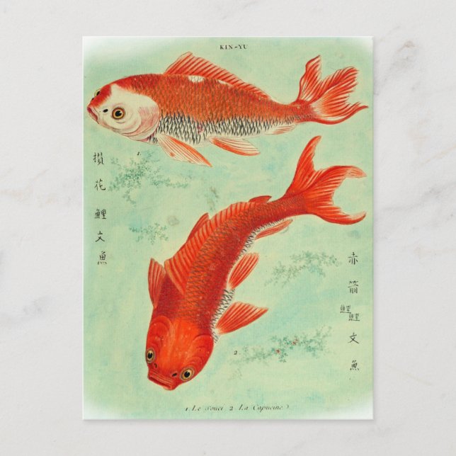 Koi Fish Postcard Postkarte (Vorderseite)