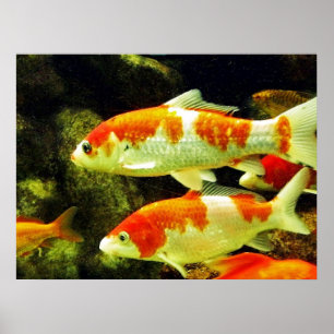 koi Fish Poster
