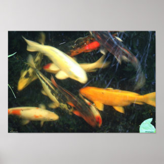Koi Impressions Poster