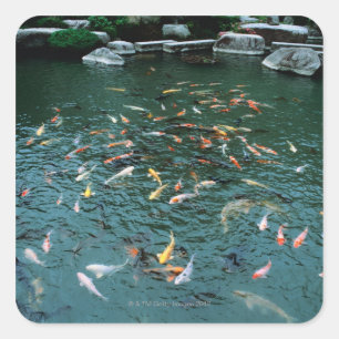 Koi in einem Teich Quadratischer Aufkleber