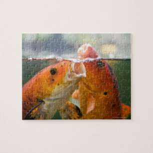 Koi-Karpfen