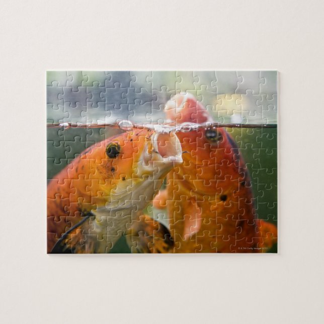 Koi-Karpfen (Horizontal)