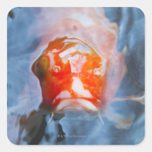 Koi Karpfen (Cyprinus Carpio), Japan Quadratischer Aufkleber
