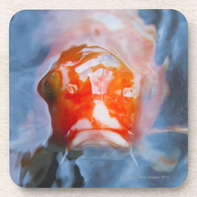 Koi Karpfen (Cyprinus Carpio), Japan Untersetzer (Vorderseite)