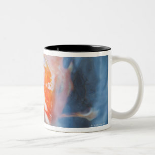 Koi Karpfen (Cyprinus Carpio), Japan Zweifarbige Tasse