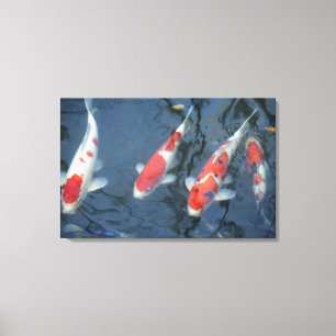Koi Karpfen im Teich, hohe Winkelsicht Leinwanddruck