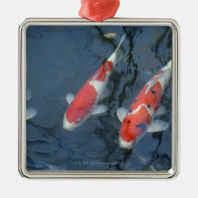 Koi Karpfen im Teich, hohe Winkelsicht Silbernes Ornament (Vorne)