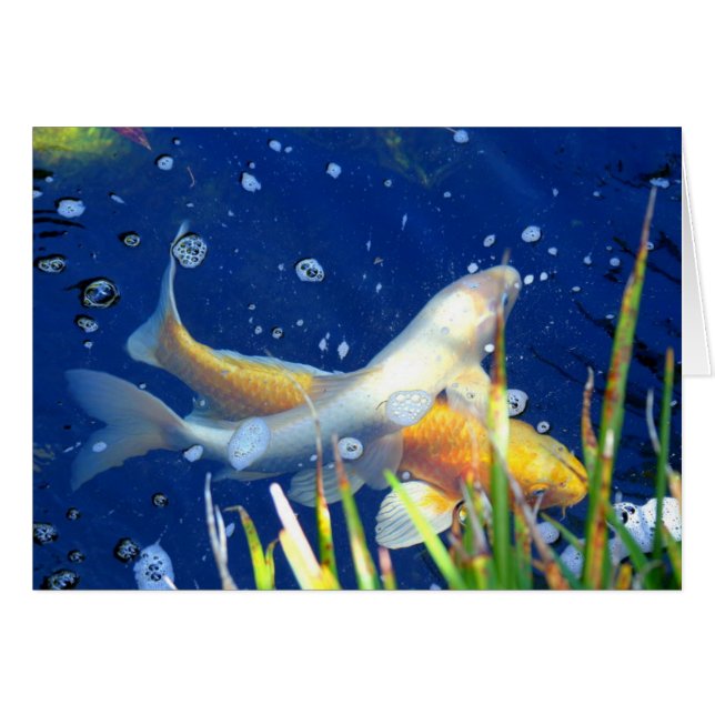 Koi Karpfen in einem Teich (Vorderseite (Horizontal))