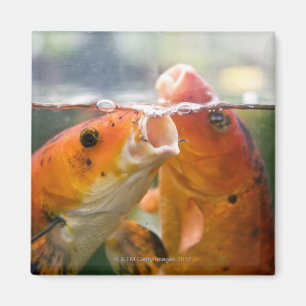 Koi Karpfen Magnet