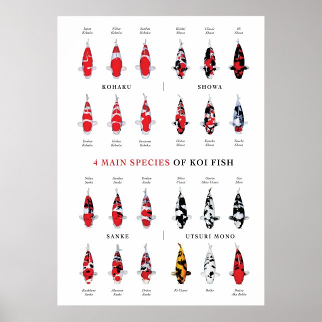 Koi-Karpfen-Sorten Poster (Vorne)