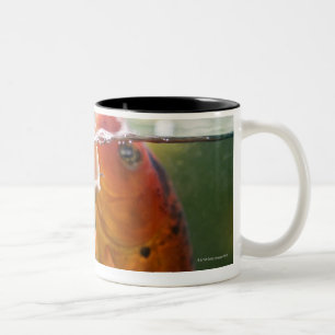 Koi Karpfen Zweifarbige Tasse