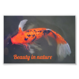 Koi, Pez Carpa Fotodruck