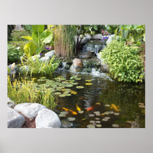 Koi Pond mit Wasserfall Poster