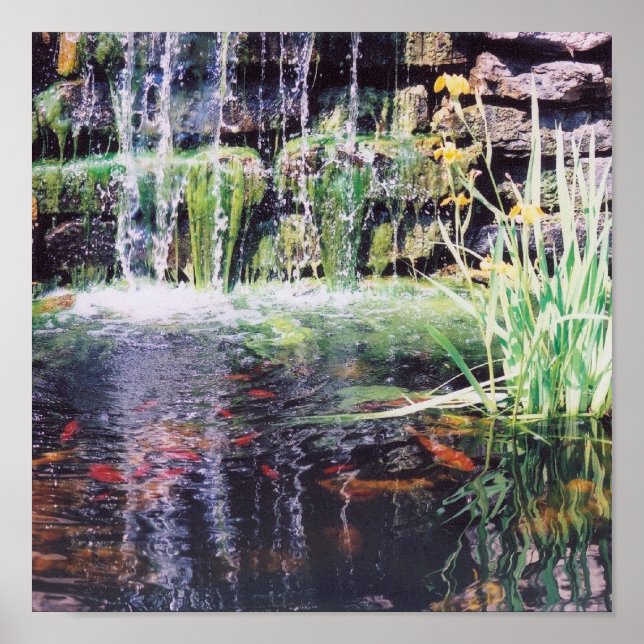Koi Pond Poster (Vorne)