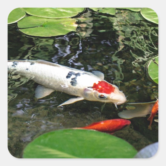 Koi Pond Quadratischer Aufkleber (Vorderseite)