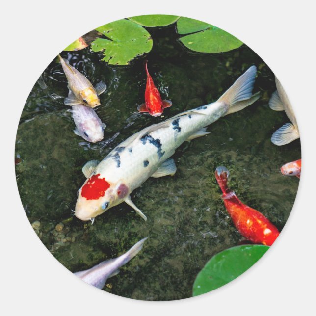 Koi Pond Runder Aufkleber (Vorderseite)
