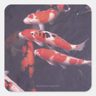 Koi Pool Quadratischer Aufkleber