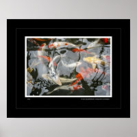 Koi
