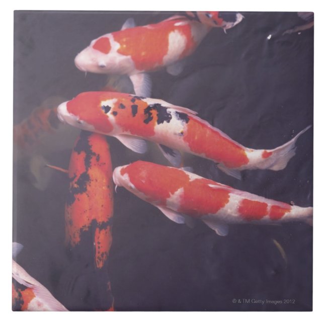 Koi Schwimmen im Pool Fliese (Vorderseite)
