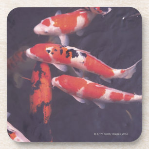 Koi Schwimmen im Pool Untersetzer