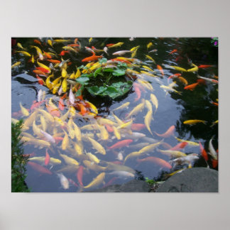 Koi Splendor Poster