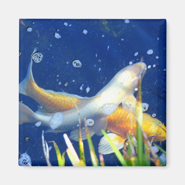 Koi-Teichfisch-Magnet Magnet (Vorne)