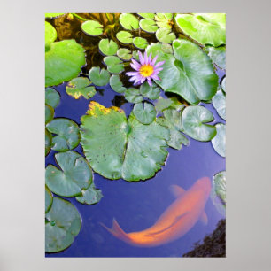 Koi und Wasser-Lilie Poster