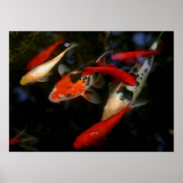 KOI ZEN POSTER (Vorne)