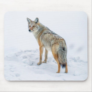 Kojote auf der Hut im Schnee Mousepad