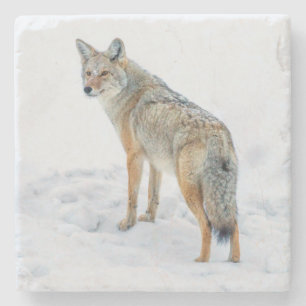 Kojote auf der Hut im Schnee Steinuntersetzer