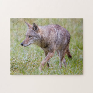 Kojote auf Feld, Cades Cove