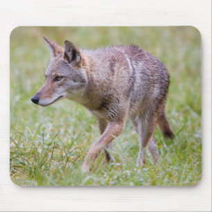 Kojote auf Feld, Cades Cove Mousepad