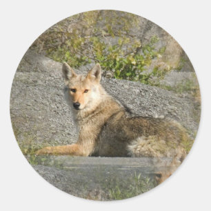 Kojote-Bild-Aufkleber Runder Aufkleber