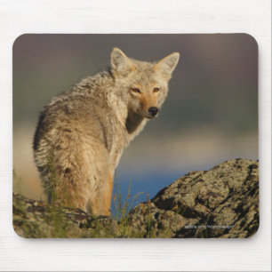 Kojote Mousepad