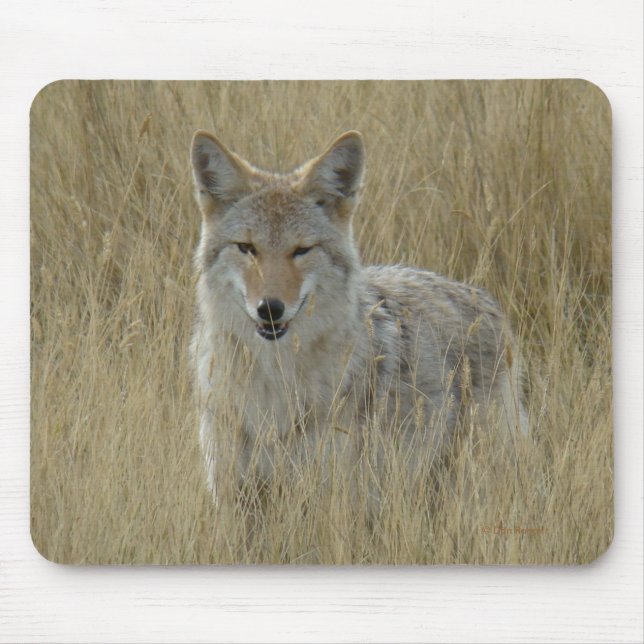 Kojote R2 im hohen Gras Mousepad (Vorne)