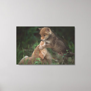 Kojote-Welpen-Wrestling (Canis Latrans) Leinwanddruck