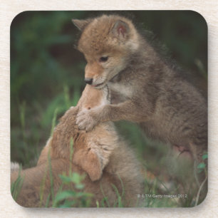 Kojote-Welpen-Wrestling (Canis Latrans) Untersetzer