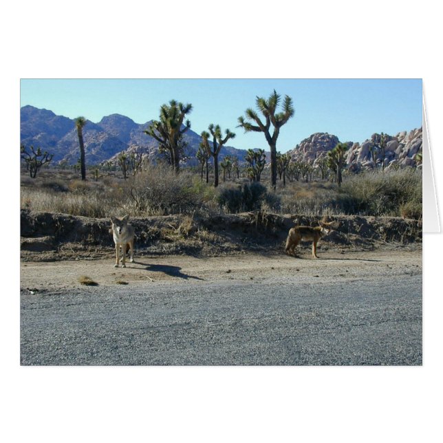 Kojoten auf der Kugel (Vorderseite (Horizontal))