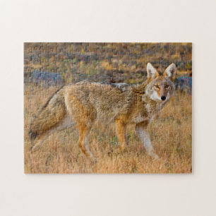 Kojotenjagd (Canis Latrans)