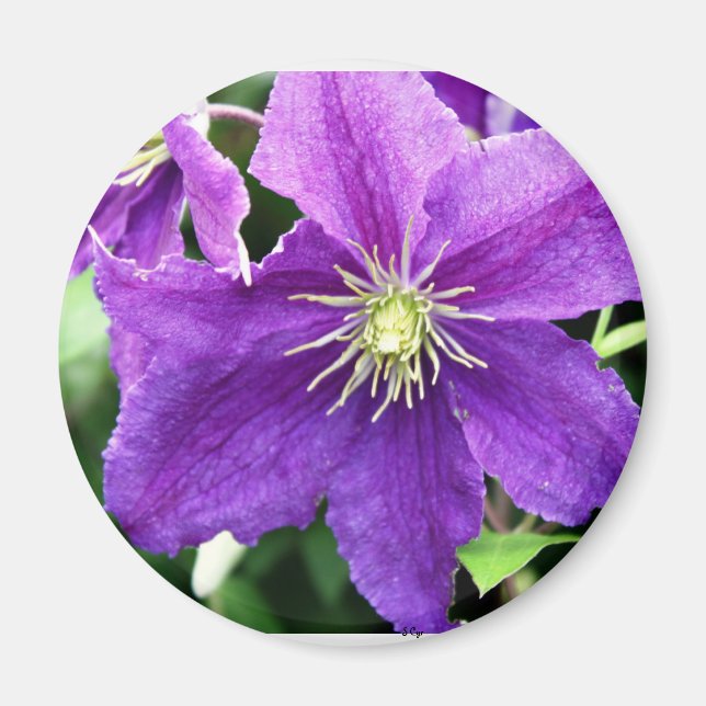 Kokett Magnet (Vorne)