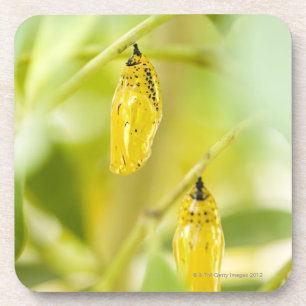 Kokon des Papierdrachen-Schmetterlinges, Okinawa Untersetzer