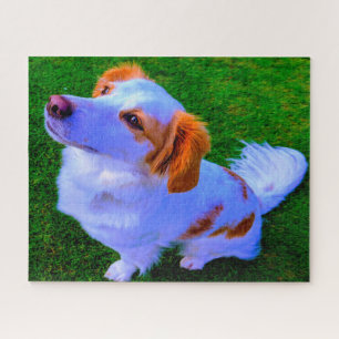 Kokoni Hund.