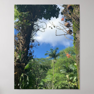 Kokosbaumplakat Poster