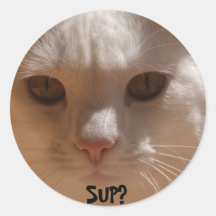 Kokosnuss die Katze--SUP? Runder Aufkleber