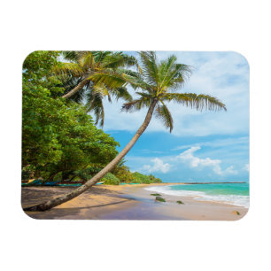 Kokosnuss-Palme, Mirissa Strand   Sri Lanka Magnet