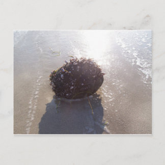 Kokosnuss Postkarte