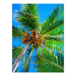 KokosnussPalme Vanuatu des Foto-  Fotodruck