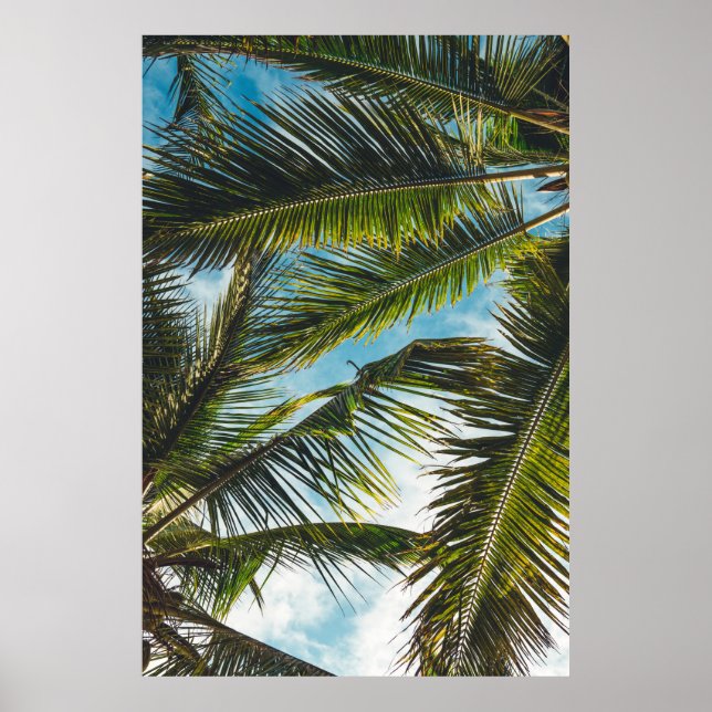 Kokospalmen-Blätter unter blauem Himmel am Morgen Poster (Vorne)