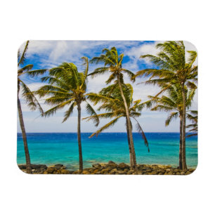 Kokospalmen (Cocos nucifera) Magnet